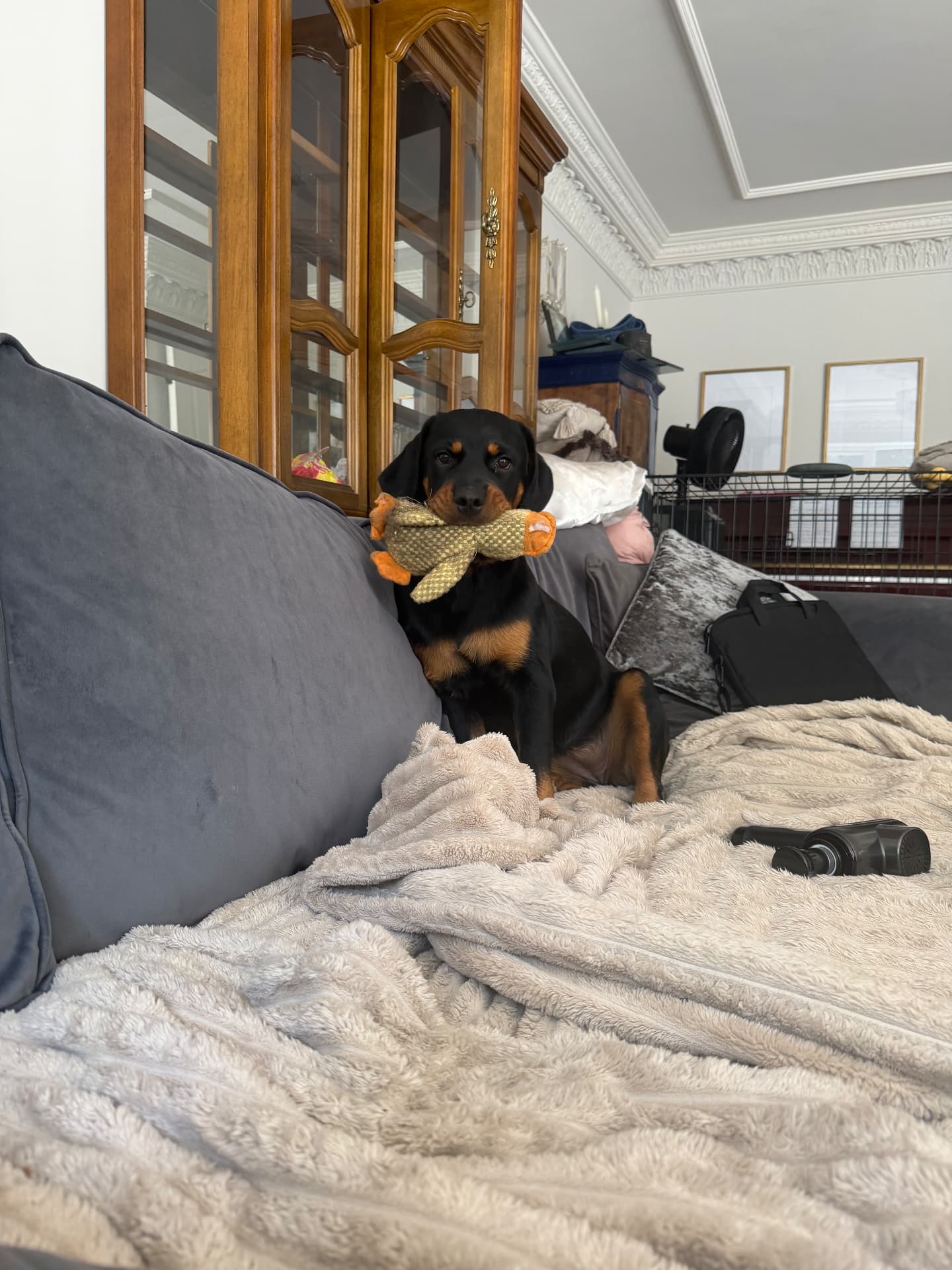 A rottweiler proudly carrying a soft duck toy on the sofa