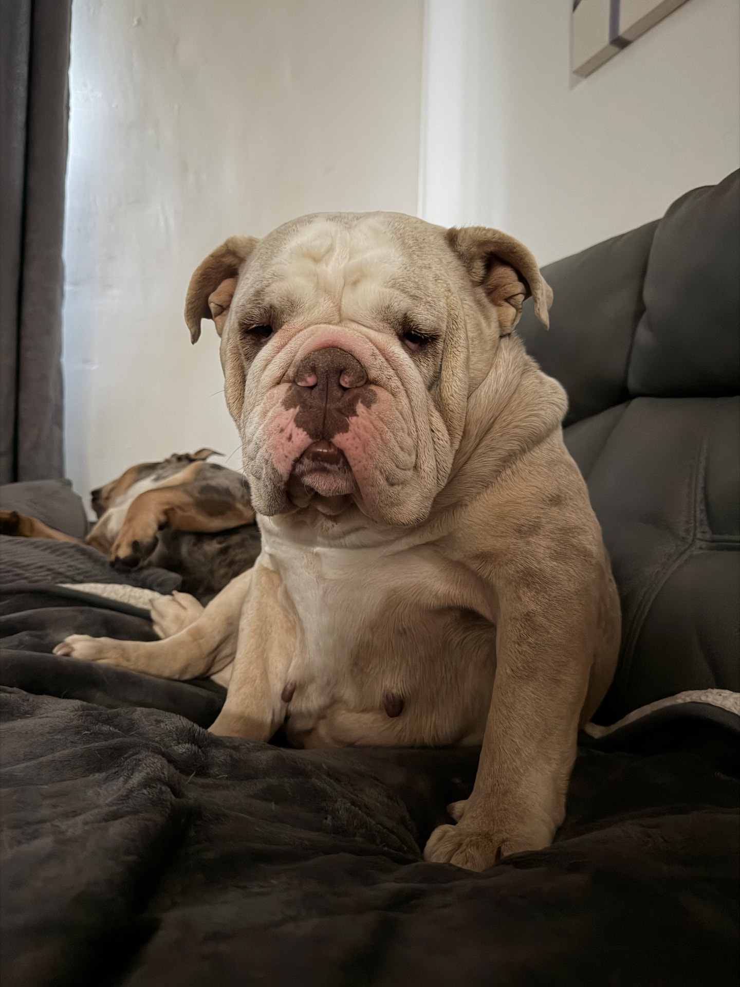 A sleepy English bulldog settled on the sofa with a friend napping behind