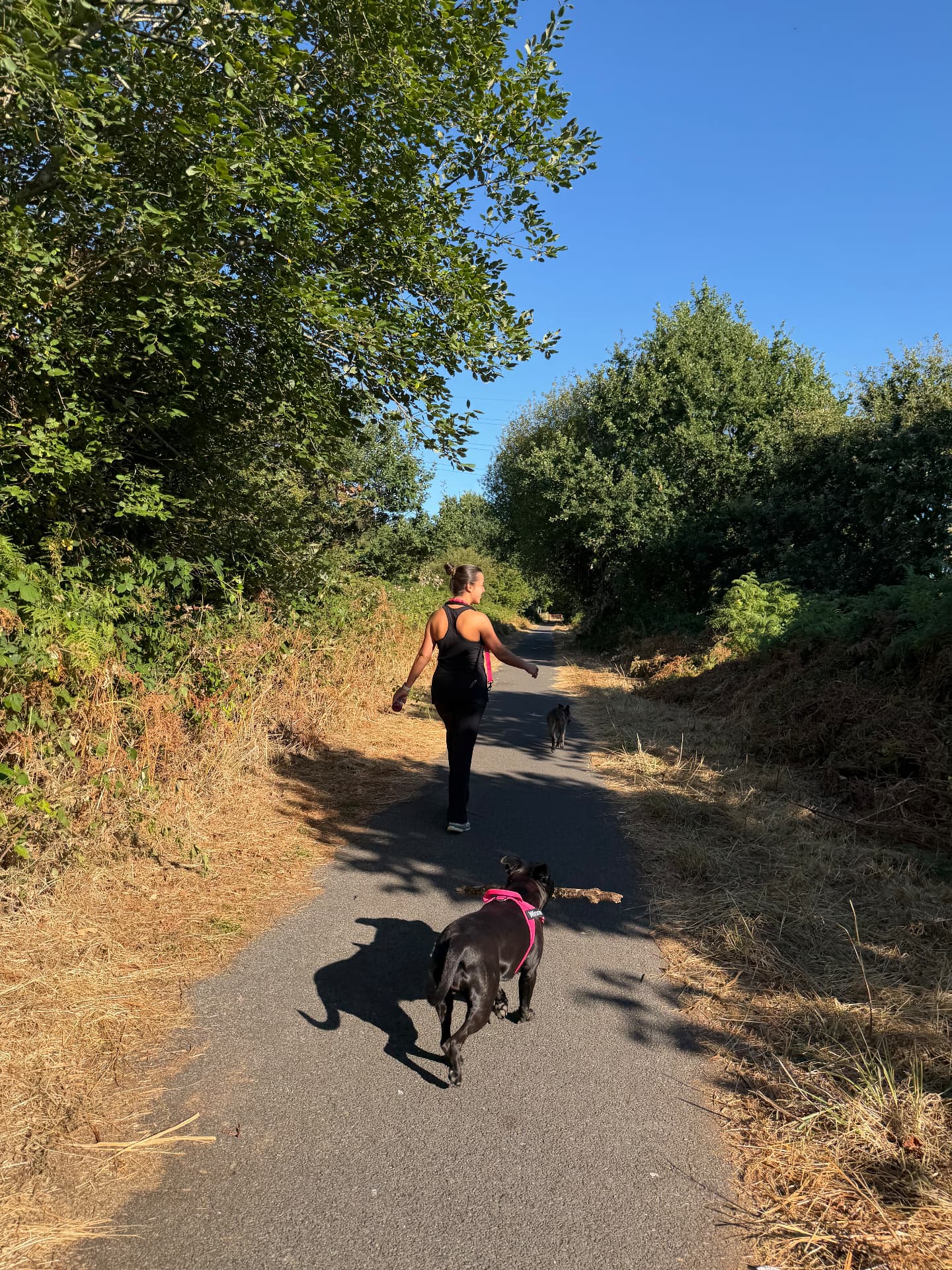 Maddie walking two dogs down a sunlit country lane