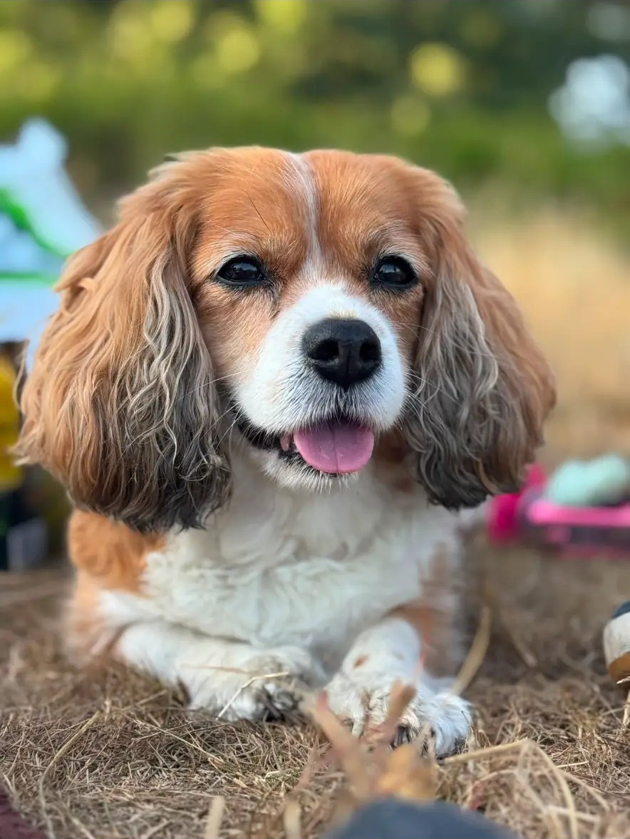 A Cavalier King Charles Spaniel lying happily in a sunlit field after a walk